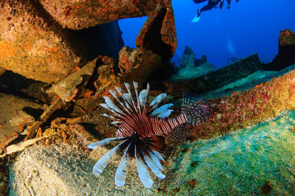 lionfish_xingda