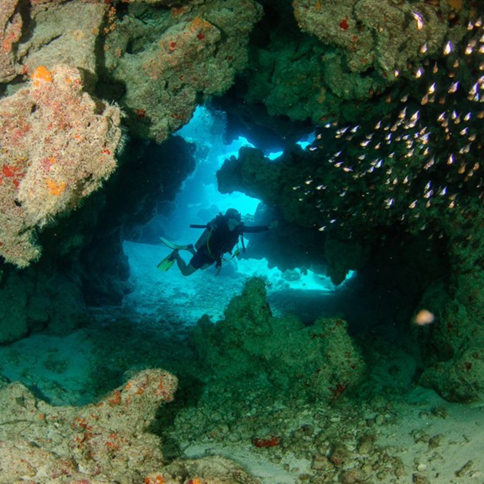 underwater-diver-fish